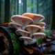 p ostreatus oyster mushroom